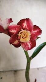 ENXERTO 12427 – 20cm (cor LM 725)