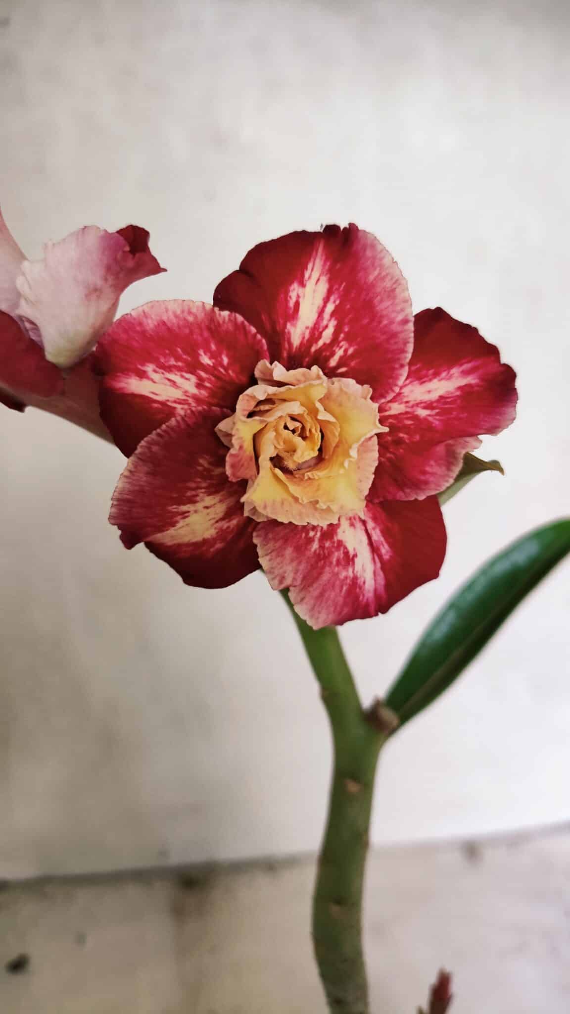 ENXERTO 12427 (2) ENXERTO 12427 – 20cm (cor LM 725) - Imagem 1