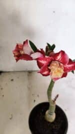 ENXERTO 12427 – 20cm (cor LM 725) - Imagem 4