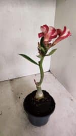 ENXERTO 12427 – 20cm (cor LM 725) - Imagem 6