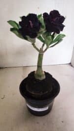 ENXERTO 12428 – 20cm (cor LM 425)