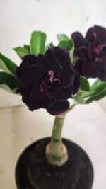 ENXERTO 12428 – 20cm (cor LM 425) - Imagem 4