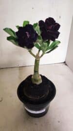 ENXERTO 12428 – 20cm (cor LM 425) - Imagem 7