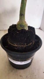 ENXERTO 12428 – 20cm (cor LM 425) - Imagem 6