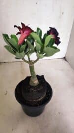 ENXERTO 12428 – 20cm (cor LM 425) - Imagem 5