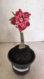 ENXERTO 12429 – 20cm (cor LM 850) - Imagem 2