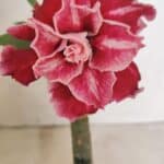 ENXERTO 12429 – 20cm (cor LM 850)