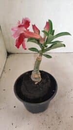 ENXERTO 12429 – 20cm (cor LM 850) - Imagem 6