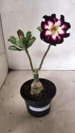 ENXERTO 12430 – 25cm (cor LM 1003) - Imagem 2