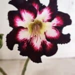 ENXERTO 12430 – 25cm (cor LM 1003)