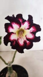 ENXERTO 12430 – 25cm (cor LM 1003)