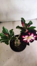 ENXERTO 12430 – 25cm (cor LM 1003) - Imagem 4