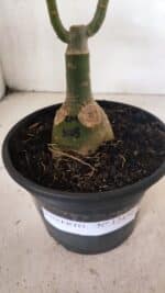 ENXERTO 12430 – 25cm (cor LM 1003) - Imagem 7