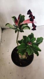 ENXERTO 12430 – 25cm (cor LM 1003) - Imagem 6