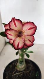 ENXERTO 12431 – 20cm (cor LM 914)