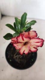 ENXERTO 12431 – 20cm (cor LM 914) - Imagem 4