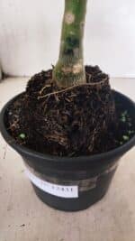 ENXERTO 12431 – 20cm (cor LM 914) - Imagem 6