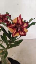 ENXERTO 12432 – 25cm (cor LM 1005) - Imagem 3