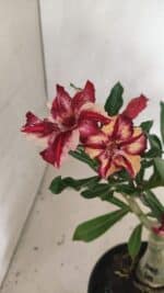 ENXERTO 12432 – 25cm (cor LM 1005) - Imagem 6