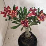 ENXERTO 12432 – 25cm (cor LM 1005)