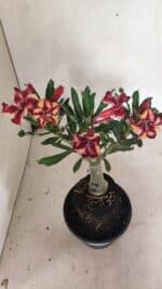 ENXERTO 12432 – 25cm (cor LM 1005)