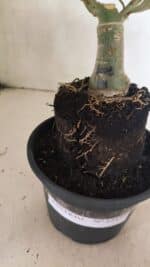 ENXERTO 12432 – 25cm (cor LM 1005) - Imagem 9