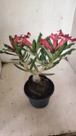 ENXERTO 12432 – 25cm (cor LM 1005) - Imagem 8