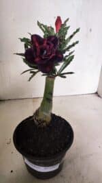 ENXERTO 12433 – 20cm (cor LM 992) - Imagem 2