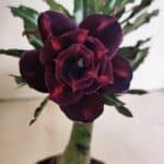 ENXERTO 12433 – 20cm (cor LM 992)