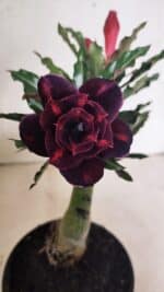 ENXERTO 12433 – 20cm (cor LM 992)