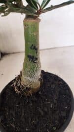 ENXERTO 12433 – 20cm (cor LM 992) - Imagem 8