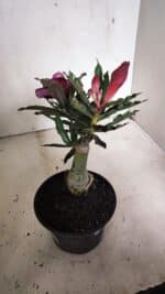 ENXERTO 12433 – 20cm (cor LM 992) - Imagem 5