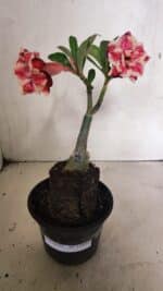 ENXERTO 12434 – 22cm (cor LM 491) - Imagem 2