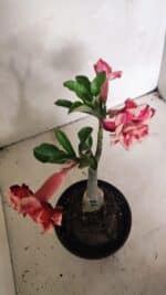 ENXERTO 12434 – 22cm (cor LM 491) - Imagem 5