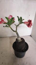 ENXERTO 12434 – 22cm (cor LM 491) - Imagem 6