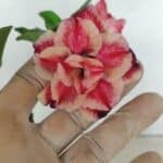 ENXERTO 12434 – 22cm (cor LM 491)