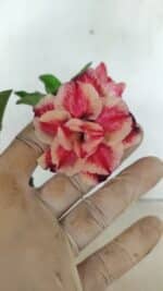 ENXERTO 12434 – 22cm (cor LM 491)