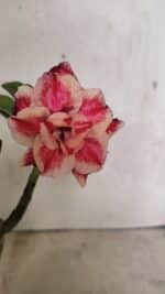 ENXERTO 12434 – 22cm (cor LM 491) - Imagem 4