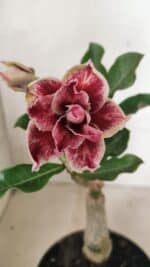 ENXERTO 12435 – 20cm (cor LM 977)