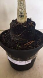 ENXERTO 12435 – 20cm (cor LM 977) - Imagem 7