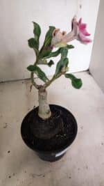 ENXERTO 12435 – 20cm (cor LM 977) - Imagem 5