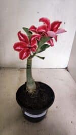 ENXERTO 12436 – 20cm (cor LM 887) - Imagem 2