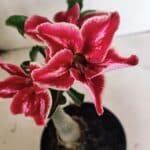 ENXERTO 12436 – 20cm (cor LM 887)