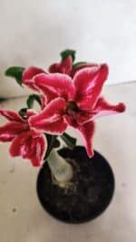 ENXERTO 12436 – 20cm (cor LM 887)