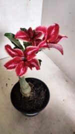 ENXERTO 12436 – 20cm (cor LM 887) - Imagem 4