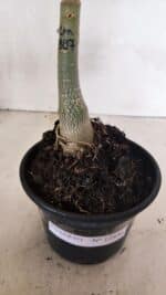 ENXERTO 12436 – 20cm (cor LM 887) - Imagem 6