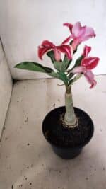 ENXERTO 12436 – 20cm (cor LM 887) - Imagem 5