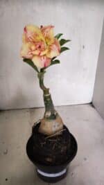 ENXERTO 12437 – 25cm (cor LM 918) - Imagem 2