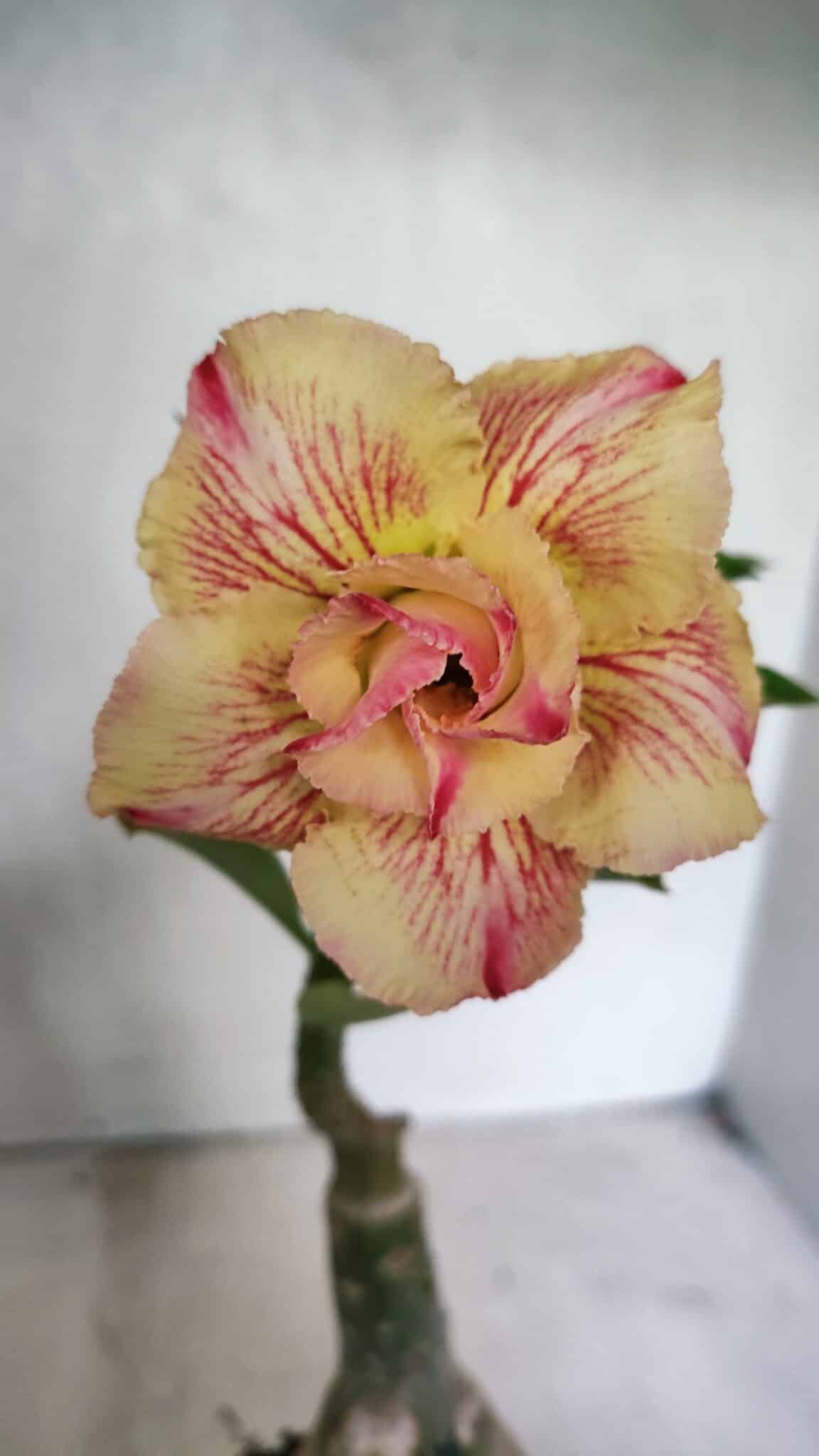 ENXERTO 12437 (2) ENXERTO 12437 – 25cm (cor LM 918) - Imagem 1