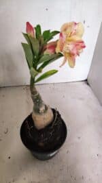 ENXERTO 12437 – 25cm (cor LM 918) - Imagem 6